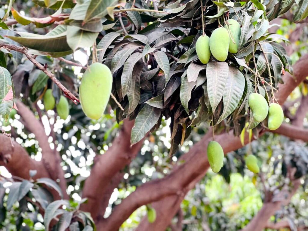 Buy Export Quality Premium Multani White Chaunsa Mangoes Online In Pakistan