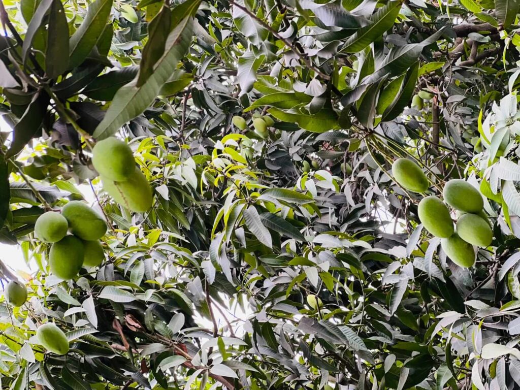 Buy Export Quality Premium Multani Anwar Ratol Mangoes Online In Pakistan | Best Mango Store With Nationwide Delivery
