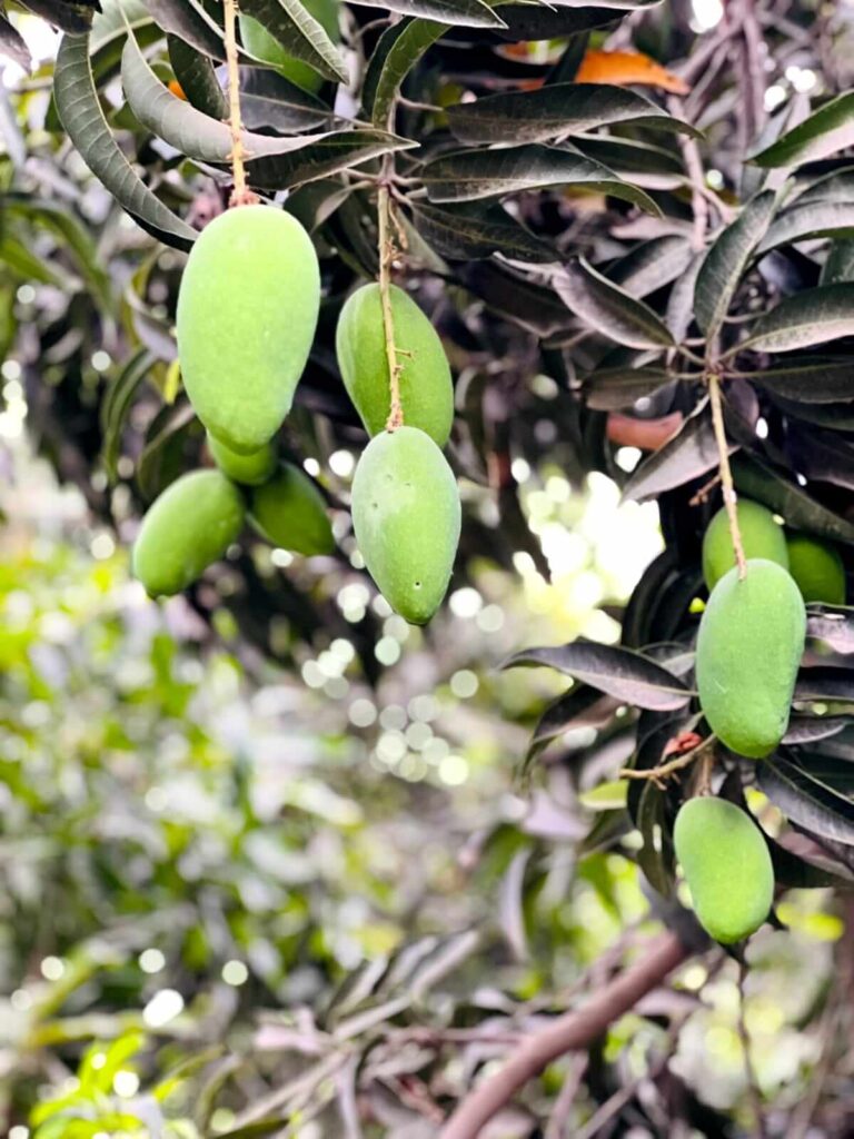 Buy Export Quality Premium Multani dasheri Mangoes Online In Pakistan Best Mango Store With Nationwide Delivery
