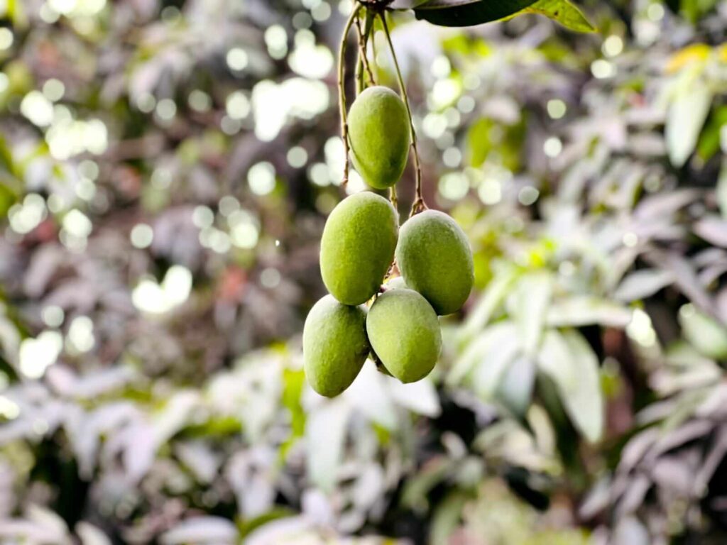 Buy Export Quality Premium Multani Anwar Ratol Mangoes Online In Pakistan | Best Mango Store With Nationwide Delivery