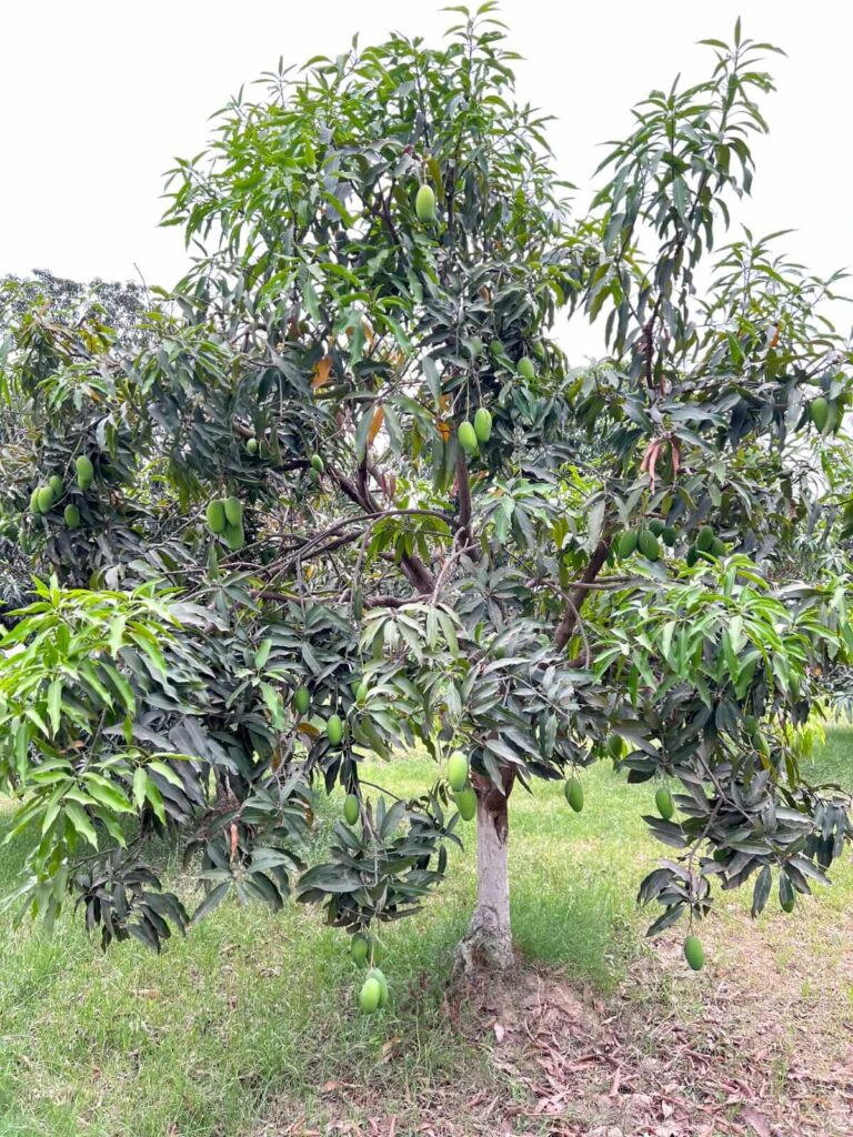 Buy Export Quality Premium Multani dasheri Mangoes Online In Pakistan Best Mango Store With Nationwide Delivery