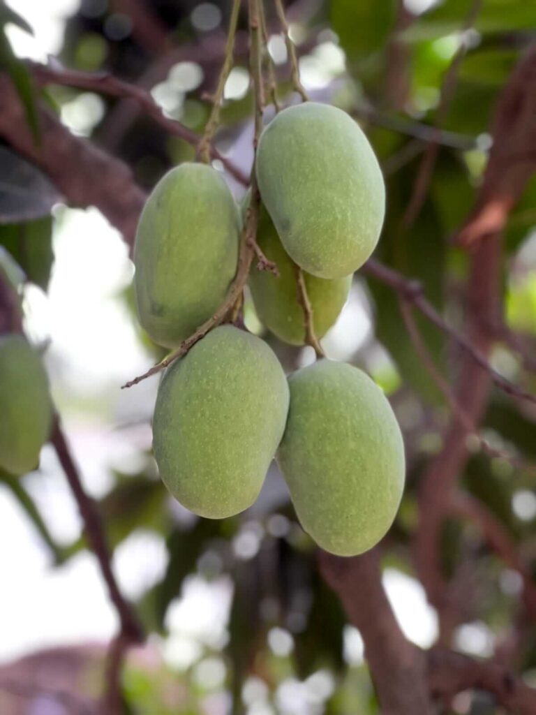 Buy Export Quality Premium Multani Anwar Ratol Mangoes Online In Pakistan | Best Mango Store With Nationwide Delivery
