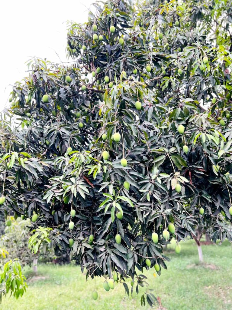 Buy Export Quality Premium Multani Anwar Ratol Mangoes Online In Pakistan | Best Mango Store With Nationwide Delivery