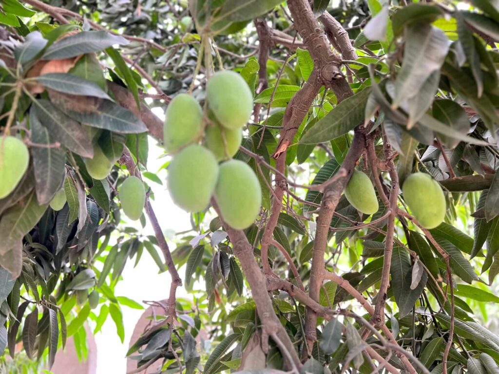 Buy Export Quality Premium Multani Anwar Ratol Mangoes Online In Pakistan | Best Mango Store With Nationwide Delivery