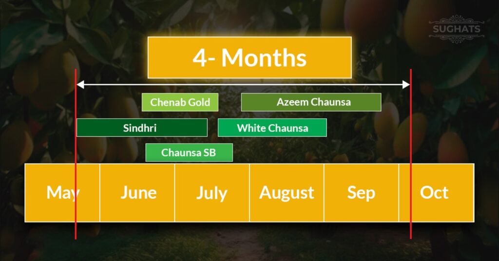 Mango Harvest Calendar Pakistan 2025