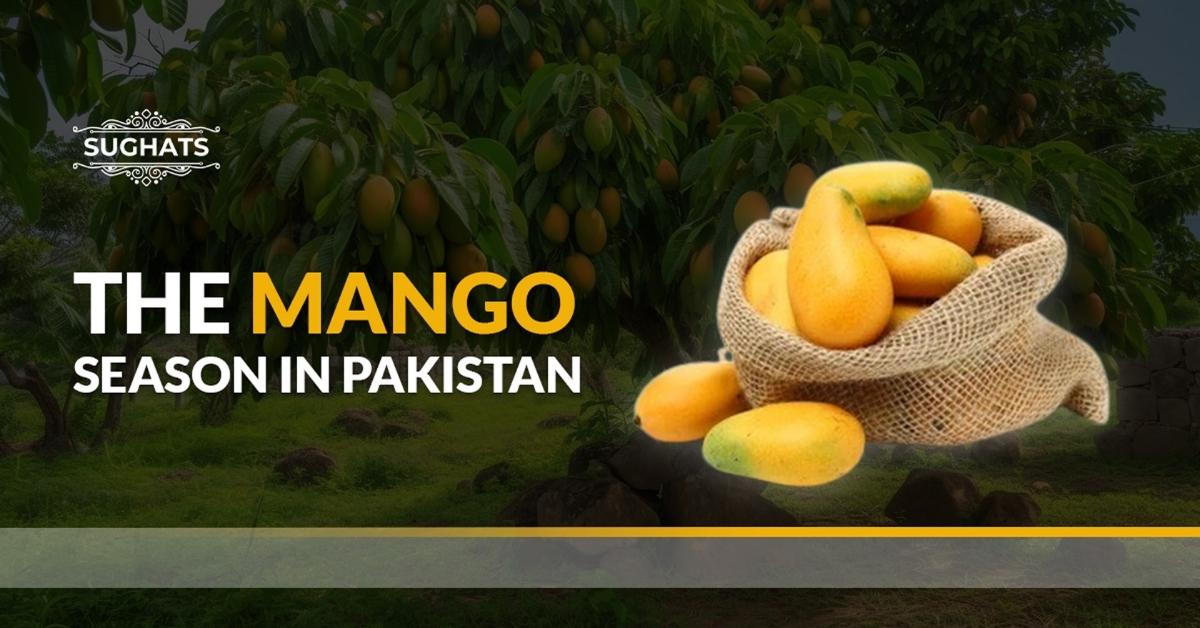 Mangoes Season In Pakistan 2025