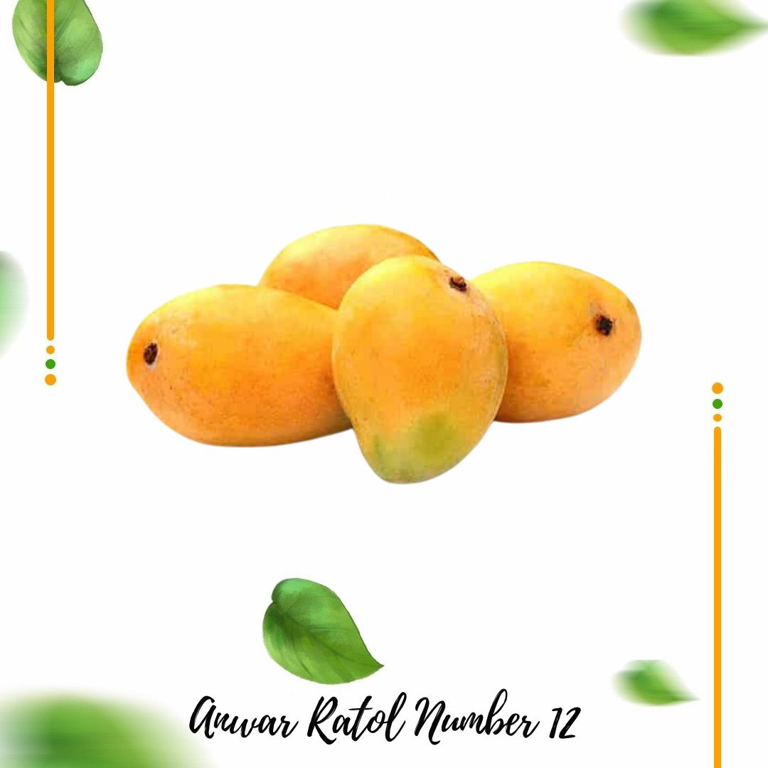 Ratol No 12 Mango Export Quality